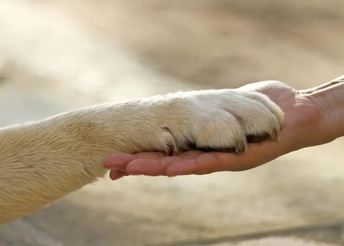 Schraemli's Lengmatta 3*